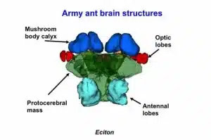 ant brain 