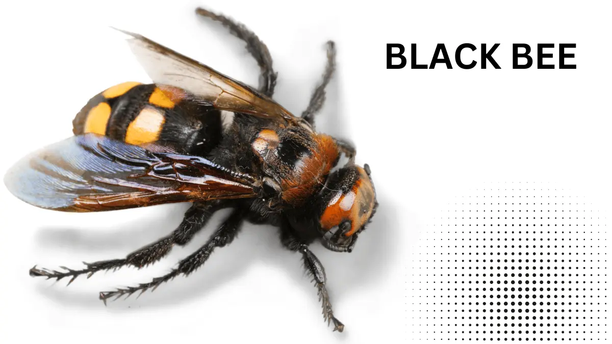 black bee