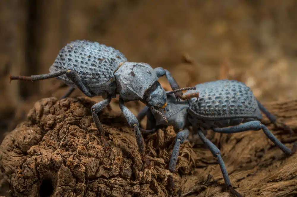 blue death feigning beetle
