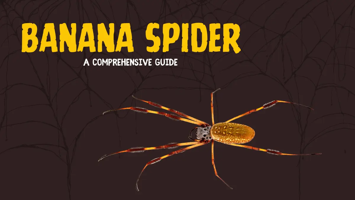 BANANA SPIDER