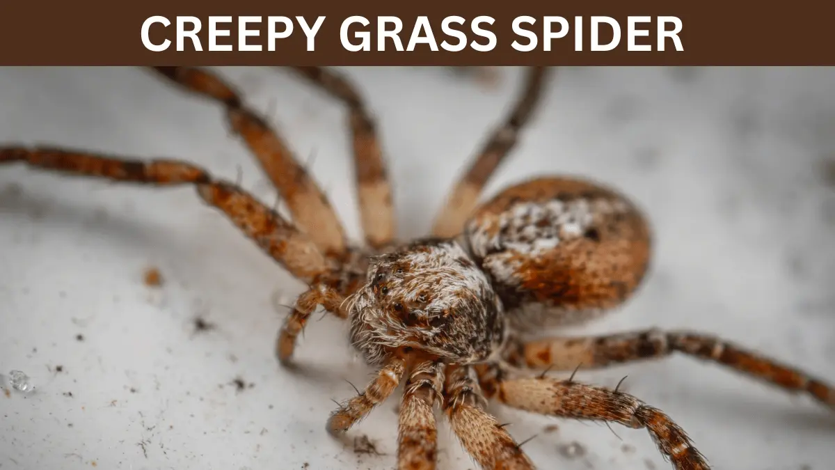 CREEPY GRASS SPIDER CHRONICLES AGELENOPSIS DIET, BEHAVIOR, AND MORE!