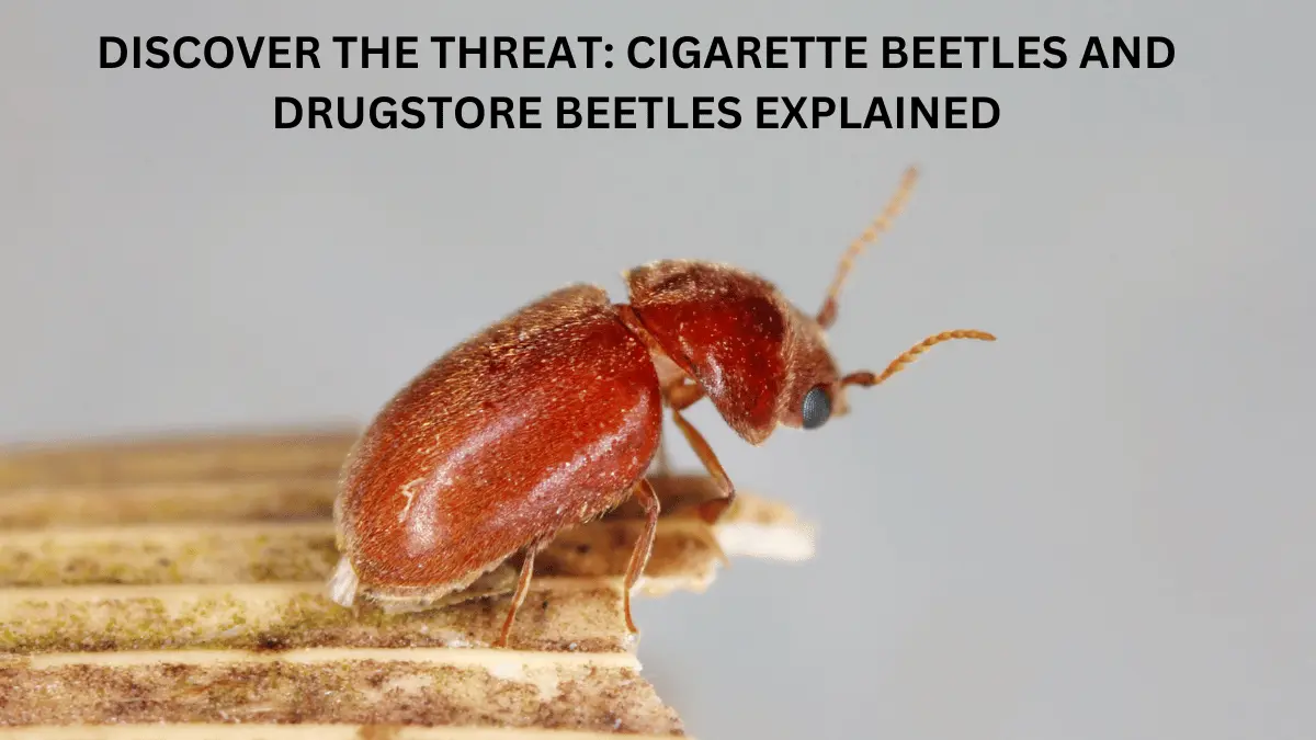 DISCOVER THE THREAT CIGARETTE BEETLES AND DRUGSTORE BEETLES EXPLAINED