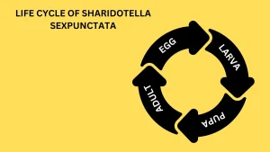 LIFE CYCLE OF SHARIDOTELLA SEXPUNCTATA