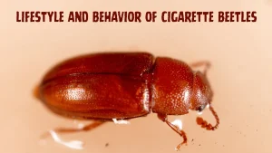 LIFESTYLE AND BEHAVIOR OF CIGARETTE BEETLES