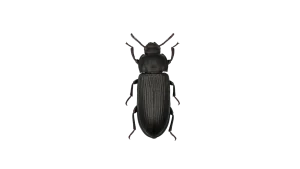 darkling beetle mealworm