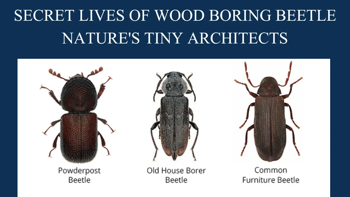SECRET LIVES OF WOOD BORING BEETLE NATURES TINY ARCHITECTS
