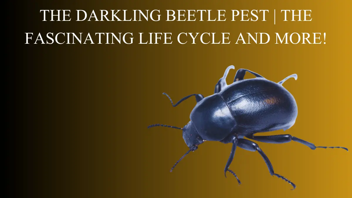 THE DARKLING BEETLE PEST EXPLORING THE FASCINATING LIFE CYCLE AND MORE!