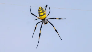 TIPS FOR SAFELY OBSERVING BANANA SPIDERS IN THE WILD
