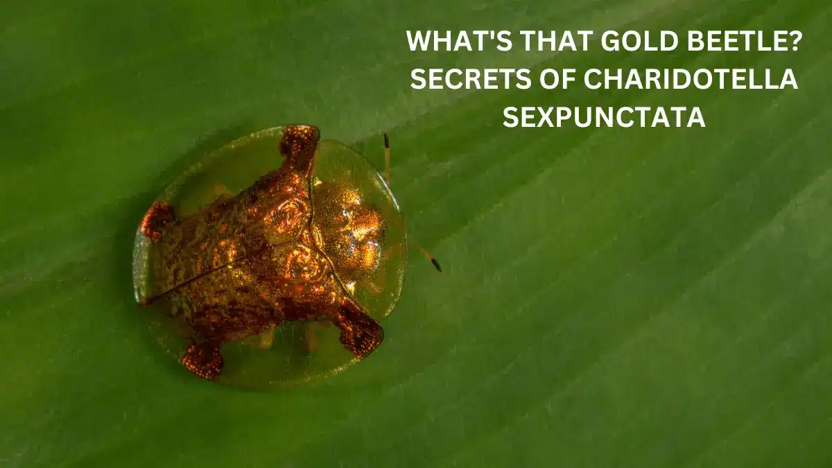 WHATS THAT GOLD BEETLE SECRETS OF CHARIDOTELLA SEXPUNCTATA